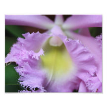 Flor púrpura cojinete