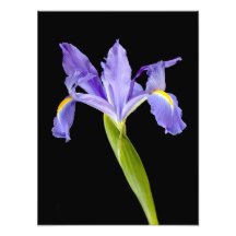 Flor púrpura del iris en negro cojinete