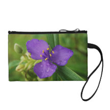 Flor púrpura del Spiderwort de Virginia