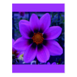 Flor púrpura en la oscuridad tarjetas postales