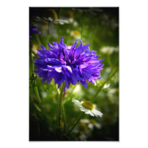 Flor púrpura fotografías  