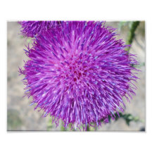 flor púrpura fotos