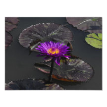 Flor púrpura impresión fotográfica