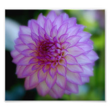 Flor púrpura fotografias