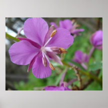 Flor púrpura poster