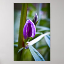 Flor púrpura posters