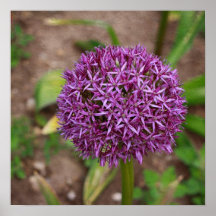 Flor púrpura impresiones