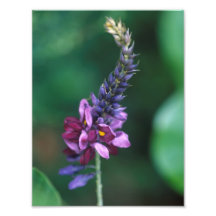 Flor púrpura rosada en el florecimiento de Kudzu Impresiones Fotograficas