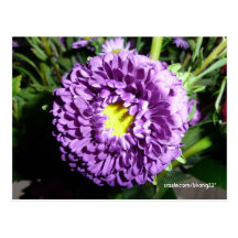 flor púrpura tarjeta postal