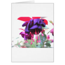 Flor, púrpura y rosas fuertes de Fuschia Felicitacion