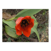 flor roja bueatiful tarjetas