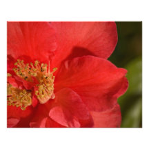 Flor roja de la camelia fotografías  