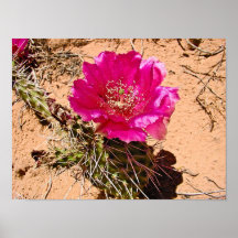 Flor roja del cactus posters
