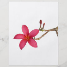 Flor roja del Frangipani Tarjetas Informativas