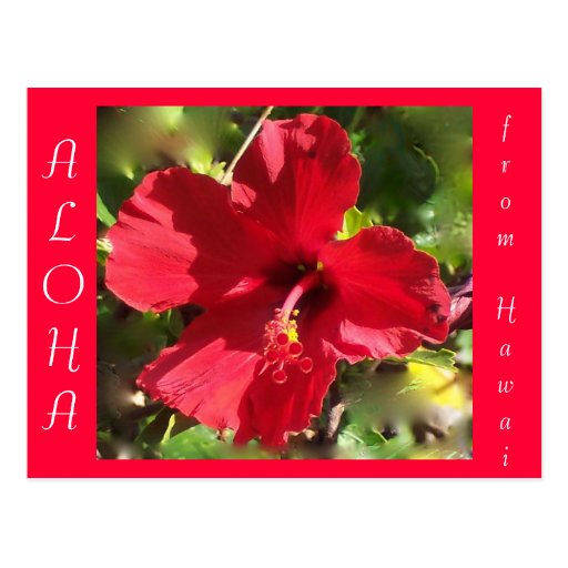 Flor roja del hibisco de la hawaiana hawaiana tarjeta postal