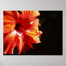 Flor roja del hibisco posters