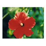 Flor roja del hibisco tarjetas postales