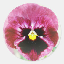 Flor roja del pensamiento de Borgoña Pegatina