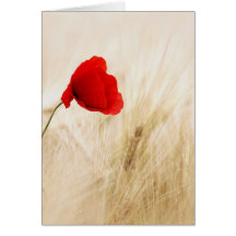 Flor roja en campo tarjetas