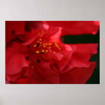 Flor roja grande impresiones