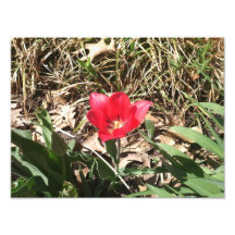 Flor roja impresiones fotograficas