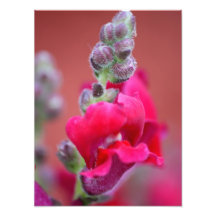 Flor roja magenta rosada oscura de Snapdragon Fotografías