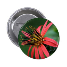 Flor roja pins