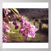 Flor rosada 1 poster