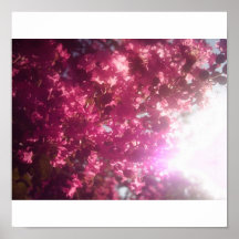 Flor rosada 2 posters