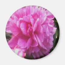 Flor rosada bonita del imán redondo