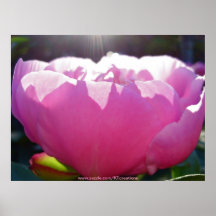 Flor rosada con sol posters