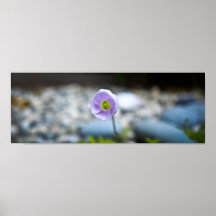 Flor rosada de par en par poster