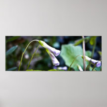 Flor rosada de par en par poster
