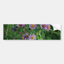 Flor rosada del aster de Nueva Inglaterra (aster N Etiqueta De Parachoque