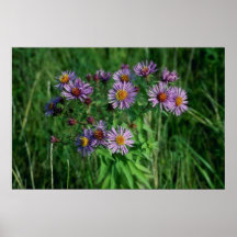 Flor rosada del aster de Nueva Inglaterra (aster N Poster