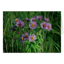 Flor rosada del aster de Nueva Inglaterra (aster N Tarjeton