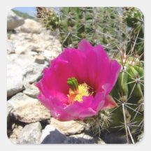 Flor rosada del cactus de erizo colcomania cuadrada