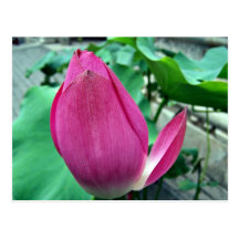 Flor rosada del deslumbramiento Lotus Postales