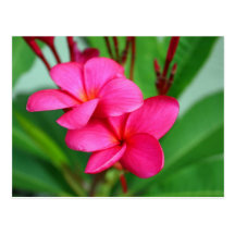 Flor rosada del Hawaiian del Frangipani del Plumer Tarjetas Postales