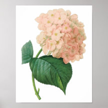 Flor rosada del Hortensia del Hydrangea del vintag Poster