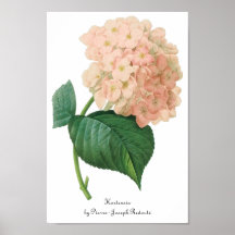 Flor rosada del Hortensia del Hydrangea del vintag Impresiones