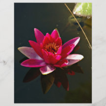 Flor rosada del lirio de agua tarjetón
