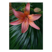 Flor rosada del lirio tigrado felicitación