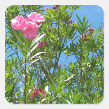 Flor rosada en Bermudas Pegatinas Cuadradases