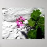 flor rosada, pared blanca poster