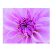 Flor rosada postal
