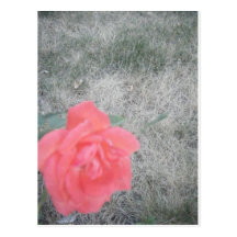 Flor rosada postales