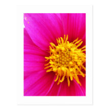 Flor rosada postales