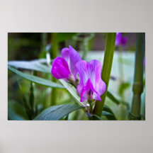 Flor rosada posters