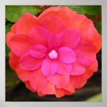 flor rosada poster